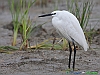 Uccelli ciconiiformi 53 - Garzetta.jpg